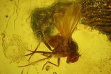 Fossil Flies, Three Ants, a Crane Fly and a Wasp in Baltic Amber #183602-2